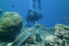 scuba diving philippines.jpg